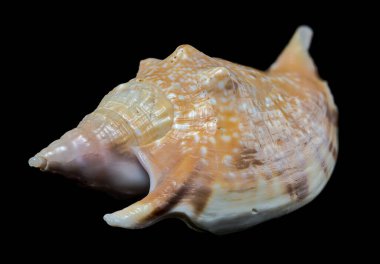 Siyah arka planda Strombus Gigas deniz kabuğu