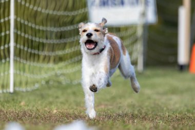 Teriyer Karışık Melez Köpek Koşu Pisti Hızlı Köpek Sporu