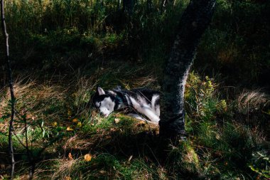 Orman güneşinde uyuyan Alaska Malamute 'u