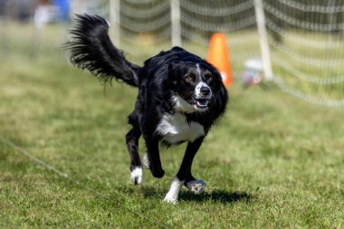 Sınır Collie Karışık Melez Köpek Koşu Pisti Hızlı Köpek Sporu