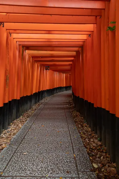 Kioto 'daki 1000 torii Fushimi Inari türbesi