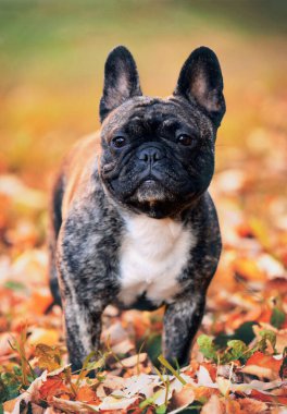 Fransız bulldog 'u bir sonbahar gününde açık havada