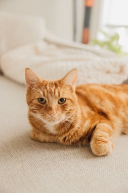 Çok tatlı kızıl kedi kameraya bakıyor.