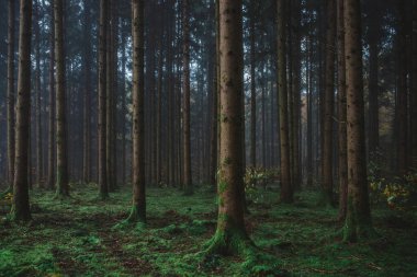 Ormanda bir grup düzgün ağaç gövdesi