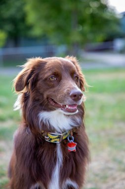 Kahverengi ve beyaz köpek dışarıda oturuyor, renkli bir tasma takıyor.