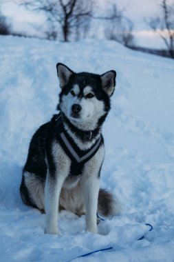 Görkemli Alaska Malamute Karlı Manzarada Oturuyor