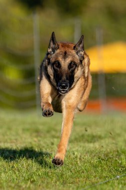 Belçika Malinois Koşu Pisti Hızlı Koşu Köpek Sporu