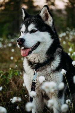 Alaska Malamute Alacakaranlıkta Doğada Dinleniyor