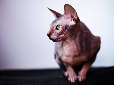 İçerideki Şirin Sphynx Kedisine Uyarı