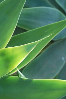 Vibrant Green 'e yakın çekim, Sunlit Foxglove Agave, Agave attenuata