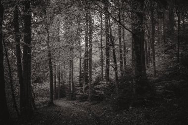 Ormanın siyah beyaz bir görüntüsü.