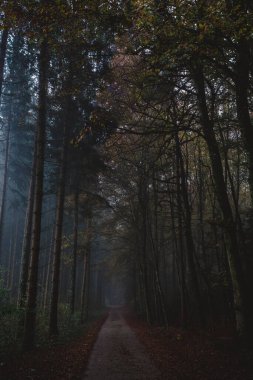 A path through a dark forest in autumn clipart