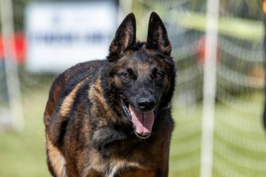 Belçika Malinois Koşu Pisti Hızlı Koşu Köpek Sporu