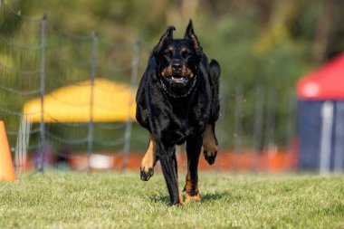 Kesik Kulaklı Beauceron Koşu Pistinde Koşan Hızlı Köpek Sporu