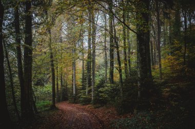 Sonbaharda ormanda kıvrımlı bir patika.