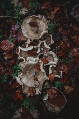 Sonbahar yapraklarıyla karıştırılmış mantarlar