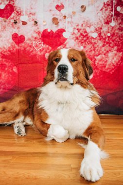 Majestic brown and white dog posing, red heart backdrop clipart