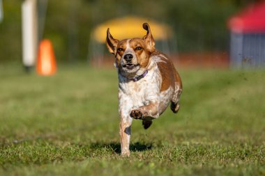 Beagle Karışık İt Koşu Pistinde Koşan Hızlı Köpek Sporu