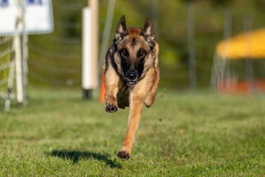 Belçika Malinois Koşu Pisti Hızlı Koşu Köpek Sporu