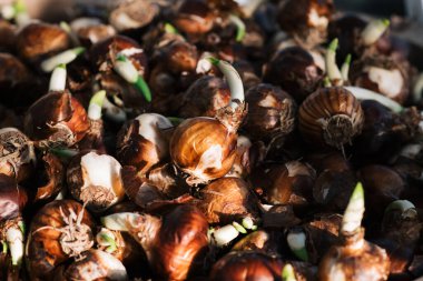 Büyük miktarda taze soğan toplanmış.