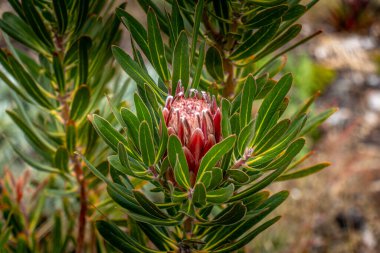 Shot of a budding red Protea flower surrounded by lush foliage clipart