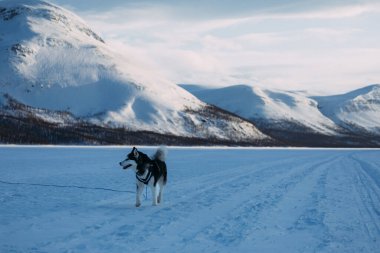 Alaska Malamute Donmuş Gölü Keşfediyor