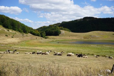 Huzurlu otlayan koyunlar, Durmitor 'da küçük bir göl ve yemyeşil tepeler.