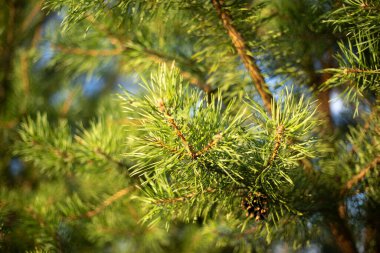 Tarlada bir çam ağacı. Spruce dalları. Kozalaklı ağaç.