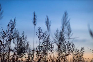 Grass, sky background and silence. clipart