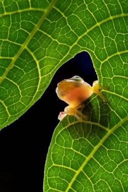 Yaprağın üzerinde asılı altın kurbağa