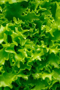 marul yapraklarının makro fotoğrafçılığı