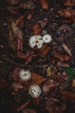 Mushrooms on the forest floor in autumn clipart