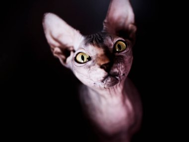 Mavi gözlü beyaz kediyi uyarın.