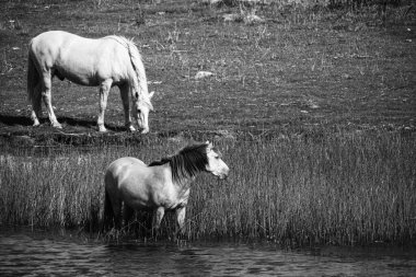 Deniz kıyısında vahşi atlar