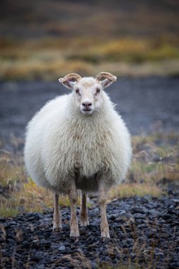 Yabanda tüylü kürklü İzlandalı koyunlar.