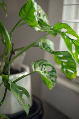 Macro shot of a monstera adansonii in a white pot by a sunlit window clipart