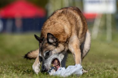 Kıdemli Belçika Malinois Koşu Alanı Koşu Pisti Hızlı Köpek Sporu