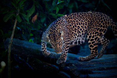 Leopar yağmur ormanlarında rahatlar.