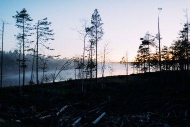Çıplak Ağaçlar Arasında Sisli Gün Doğumu