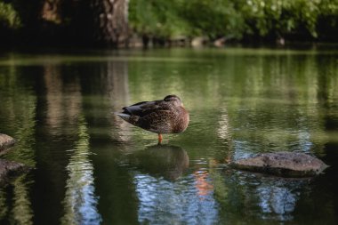 Şehir parkındaki gölde ördek