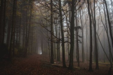 Sonbaharda sisli bir ormanda yolun sonundaki ışık.
