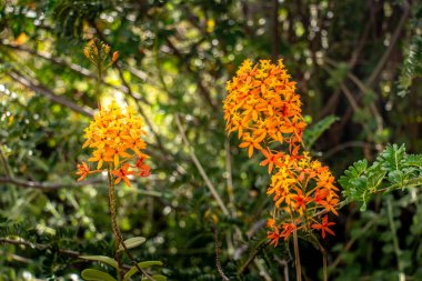 Clusters of vibrant orange Epidendrum flowers clipart