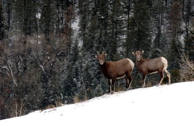Atlı Keçiler Colorado 'daki soğuk kara dayanır..