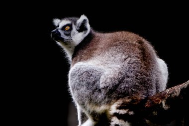 Close-up Portrait of Ring-tailed Lemur Madagascar animal clipart