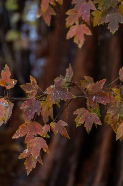 Changing leaves in the wetlands clipart