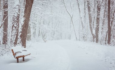 Park bankı ve patika kar fırtınasında ağaçlarla dolu.