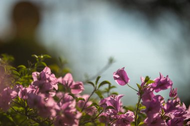 Bir çeşit çalılık Bougainvillea spectabilis Willd.