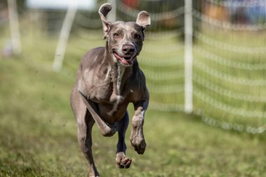 Weimaraner Koşu Alanı Hızlı Koşu Köpek Sporu