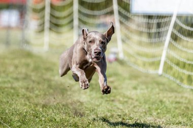 Weimaraner Koşu Alanı Hızlı Koşu Köpek Sporu