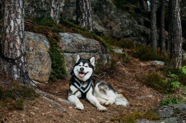 Alaskan Malamute Relaxing in a Forest Setting clipart